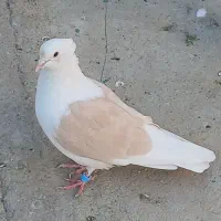 کبوتر|پرنده|چگنی, |دیوار