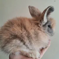 خرگوش لپ|موش و خرگوش|نجفآباد, صالح آباد|دیوار