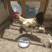 خروس سرحال وجوان یکساله