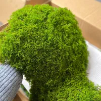 دیوار سبز خزه ای یا mosswall|گل و گیاه طبیعی|شیراز, شهرک والفجر|دیوار