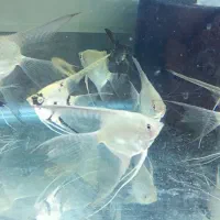 ماهی|ماهی|نیشابور, شهرک بهداری|دیوار