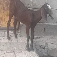 کهر ماده