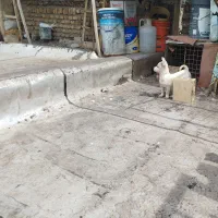 پاکوتای ریز