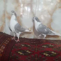 ساده خوشگل|پرنده|نیشابور, مازول|دیوار