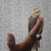 عروس هلندی نرسخنگو