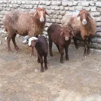 میش بره دار بره ها نر