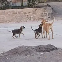 دو قلاده توله سگ نژاد میکس|سگ|رشت, گیل|دیوار