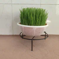 سبزه|گل و گیاه طبیعی|کوهدشت, |دیوار