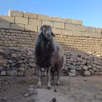 قوچ چهار دندون هترو با پرش عالی ...