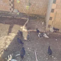 فروش گلین چهارماه زیرقیمت|حیوانات مزرعه|بهشهر, |دیوار