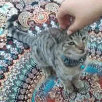 گربه خانگی ماده|گربه|اردبیل, |دیوار