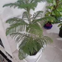 کاج مطبق|گل و گیاه طبیعی|سرپل ذهاب, |دیوار