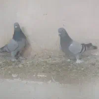 کبوتر ترکیه