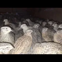 بلدرچین بالغ