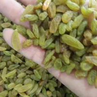 فروش نهال انگور.