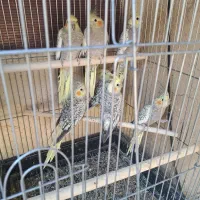 عروس هلندی گلباقالی