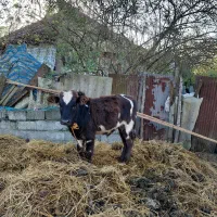 گاو به همراه گوساله|حیوانات مزرعه|آستانه اشرفیه, |دیوار