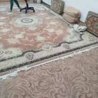 پالاز|موکت|بانه, |دیوار