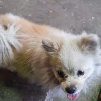 سگ گمشده|حیوانات|قیامدشت - خاورشهر, |دیوار