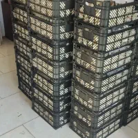 فروش قارچ دکمه ای