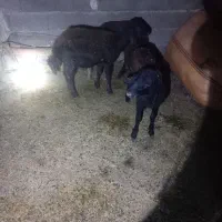 ۳عدد بره|حیوانات مزرعه|گنبد کاووس, |دیوار