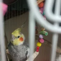 عروس هلندی نر و ماده|پرنده|ملایر, |دیوار