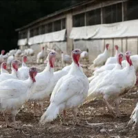 بوقلمون سفید گوشتی ( تنظیم بازار)