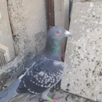 کبوتر مسافتی و  رنگی ناجلد