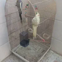 عروس هلندی|پرنده|رامهرمز, |دیوار