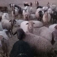 ۶۰ راس گوسفند آبستن داشتی