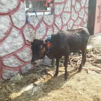 ۳راس لیشه دورگ چالوسی         گاو ورزا|حیوانات مزرعه|رشت, حومه رشت|دیوار