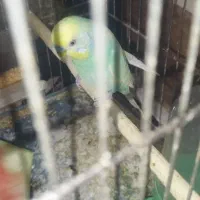 شادگان