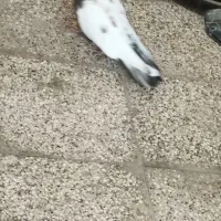 کفتر یا کبوتر سینه