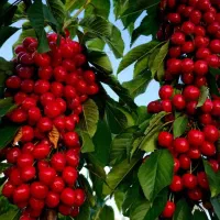 هرس و مهندسی باغداری نوین