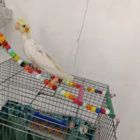 جوجه عروس