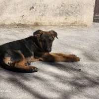 توله ژرمن دو رگ