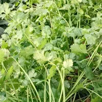 سبزی دزفول تمیز و سالم|عمدهفروشی|دزفول, |دیوار