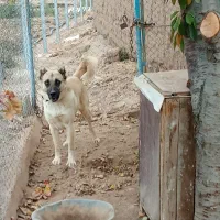 فروش سگ 8ماهه «نر»