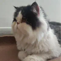 گربه