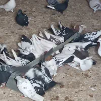 کبوتر سینه ای رنگی