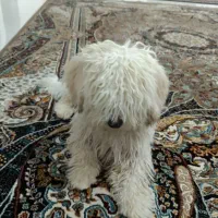 سگ مالتیز|سگ|رباط‌کریم, نصیرشهر|دیوار