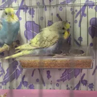 مرغ عشق نژاد بسیار زیبا رنگ فقلاده خاص