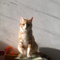 واگذار گربه