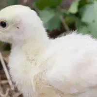 جوجه (جوجه بوقلمون)
