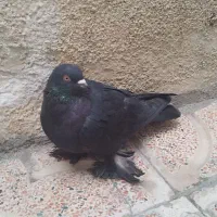 کبوتر سیاه