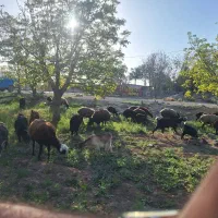 میش بره بزنربز معاوضه باماشین