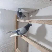 نر ماده ابلغ سبز  غریب