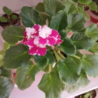 بنفشه آفریقایی