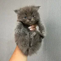 پرشین بریتیش بلو