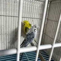 پرنده سرای کاردینال